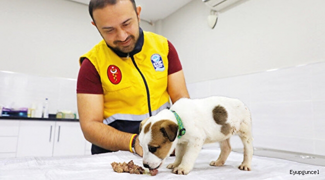 Eyüp Belediyesi'nin Kemerburgaz'da sokak köpekleri için kurduğu barınak ve rehabilitasyon merkezleri model olacak. 7/24 hizmet veren merkezlerde tedavi, kısırlaştırma ve aşılama yapılıyor, mikroçip takılıyor