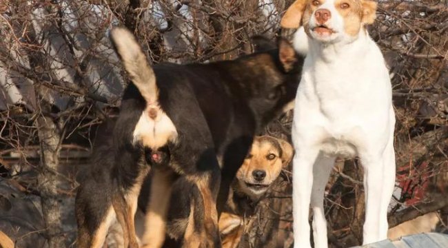 Saldırgan sokak köpekleri için 'ötanazi' geliyor! AK Partili isim merak edilenleri tek tek açıkladı